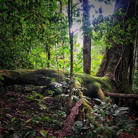 El Remanso Rainforest Lodge Puerto Jiménez エクステリア 写真