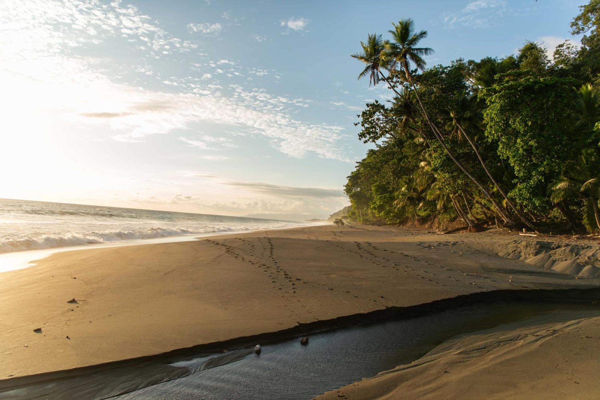 El Remanso Rainforest Lodge Puerto Jiménez エクステリア 写真